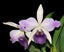 Cattleya Mishima Elf (Hybrid Flask - Whiskey Bottle) ex Thailand