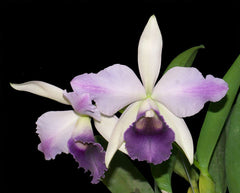 Cattleya Mishima Elf (Hybrid Flask - Whiskey Bottle) ex Thailand