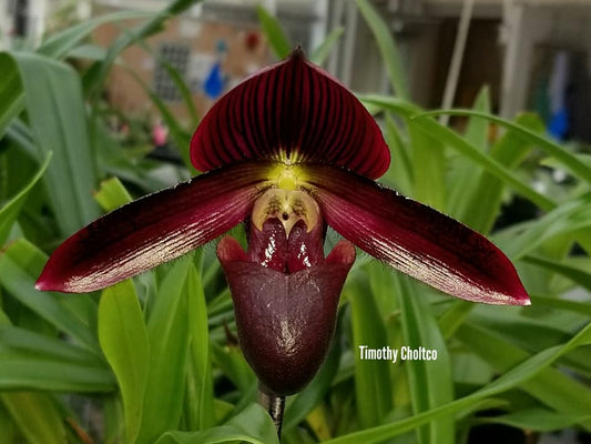 Paphiopedilum (Shin-Yi Madura x Hung Sheng Bay) x (Hung Sheng Bruno x Hsinying Web)