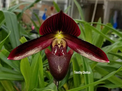 Paphiopedilum (Shin-Yi Madura x Hung Sheng Bay) x (Hung Sheng Bruno x Hsinying Web)