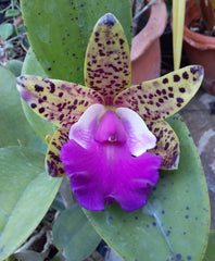 COMBO OF 10 CATTLEYA SEEDLINGS