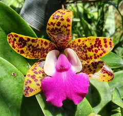 Cattleya Ratsima Spot (Fragrant)