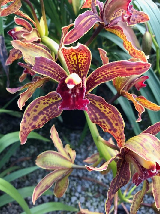 Cymbidium Death Wish 'Under Belly'
