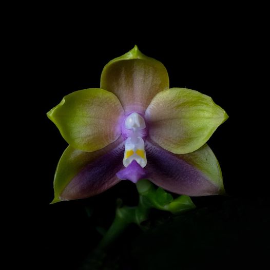 Phalaenopsis Mituo Princess 'sapphire'