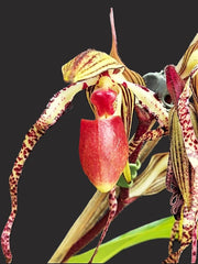 Paphiopedilum La Chaumiere (Booth's Sand Lady × Angel Hair)