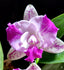 Cattleya Monte Elegante (Hybrid Flask - Whiskey Bottle) ex Thailand