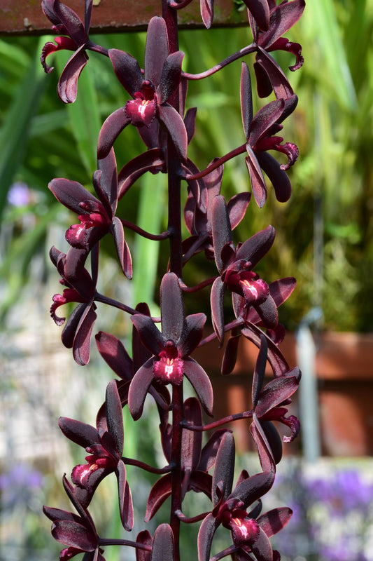 Cymbidium Australian Midnight (LARGE PLANTS)