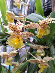 Clowesetum Jumbo Lace