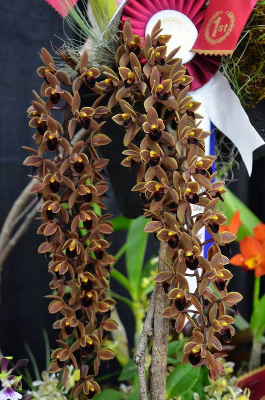 Cymbidium Devon Railway 'Floral Explosion'