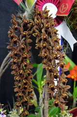 Cymbidium Devon Railway 'New Horizon' 4N