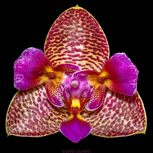 Phalaenopsis Joy Fairy Tale (Peloric, fragrant,Mericlone)