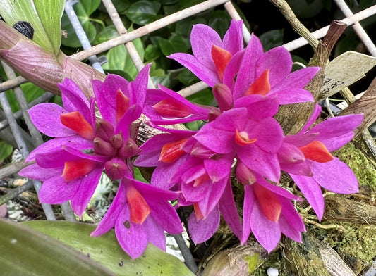 Dendrobium Baby Hibiki (Den. Hibiki x Den. laevifolium ‘Fireball-Pink Giant’)