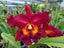 Rhyncholaeliocattleya Chao Praya Red (Hybrid Flask - Whiskey Bottle) ex Thailand