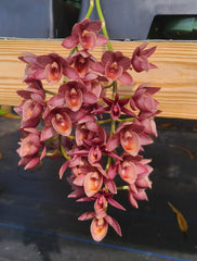 Fredclarkeara Desert Davison