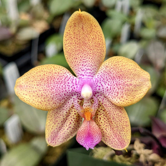 Phalaenopsis Danie Olson (Phalaenopsis stuartiana × Phalaenopsis Joshua Irwin Ginsberg)