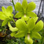 Dendrobium Malaysia Green
