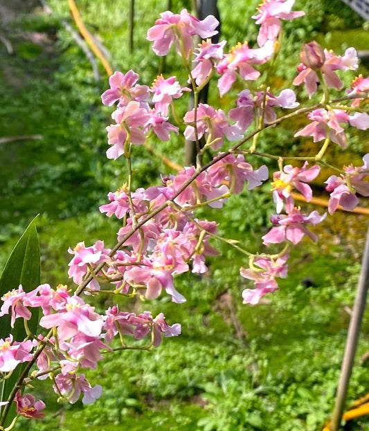 Onc. Tariflor Ruby ’Pleasant Goat’