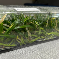 Ascocentrum curvifolium (FLASK OF 30-40 SEEDLINGS)