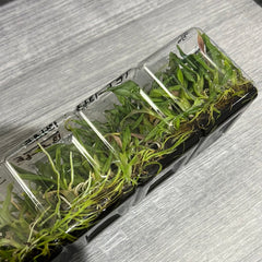 Dendrobium lamellatum (FLASK 40+ Seedlings)