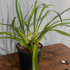 Cymbidium Tracyanum 'Eiffel Tower' x Cym. Death Wish 'Tiger Woods'