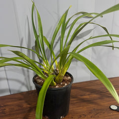 Cymbidium Tracyanum 'Eiffel Tower' x Cym. Death Wish 'Tiger Woods'