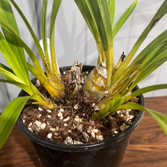 Cymbidium Death Wish "Tiger Tail" x Death Wish "El Carnival"