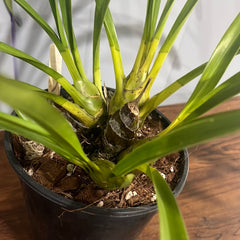 Cymbidium Tracyanum 'Eiffel Tower' x Cym. Death Wish 'Tiger Woods'