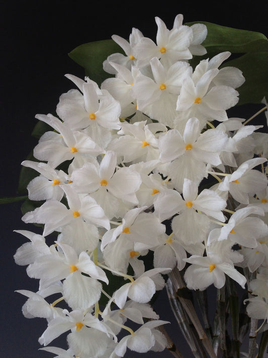 Dendrobium farmeri fma. petaloid album (RARE SPECIES)