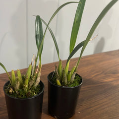 Dendrochilum cootesii ( Highly Fragrant)