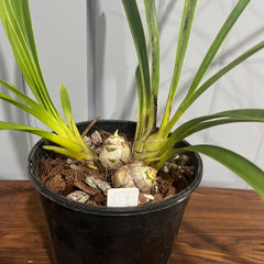 Cymbidium Kiss Rose X Death Wish Spanish Fly