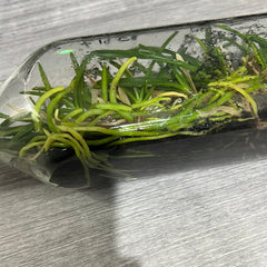 Ascocentrum curvifolium (FLASK OF 30-40 SEEDLINGS)