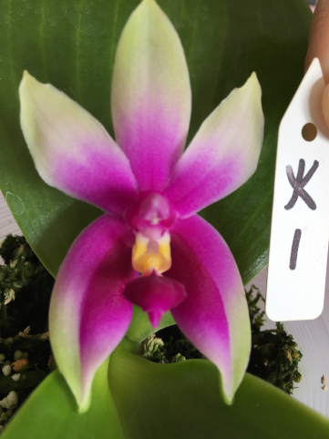 Phal. bellina f. fire shape