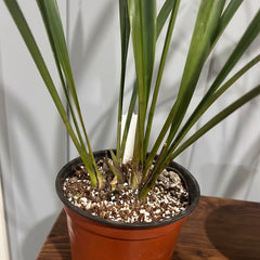 Cymbidium Devon Railway 'Floral Explosion'