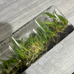 Bulbophyllum rothschildianum 'Red Chimney' (FLASK 40+ PLANTS)