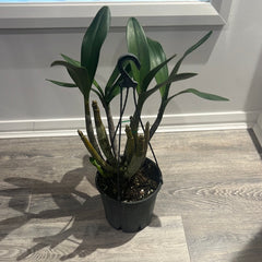 Dendrobium engae x Den. Speciosum var. Pedunculatum (Highly Fragrant)