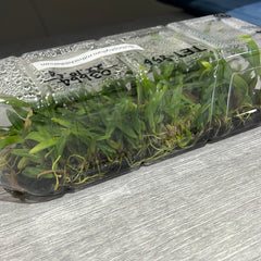 Bulbophyllum rothschildianum 'Red Chimney' (FLASK 40+ PLANTS)