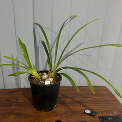 Cymbidium Kiss Rose X Death Wish Spanish Fly