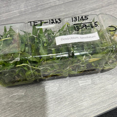 Dendrobium lamellatum (FLASK 40+ Seedlings)