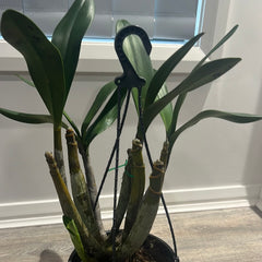 Dendrobium engae x Den. Speciosum var. Pedunculatum (Highly Fragrant)