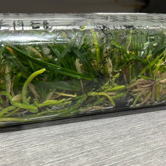 Ascocentrum curvifolium (FLASK OF 30-40 SEEDLINGS)