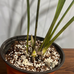 Cymbidium Devon Railway 'Floral Explosion'