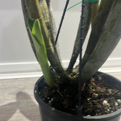 Dendrobium engae x Den. Speciosum var. Pedunculatum (Highly Fragrant)