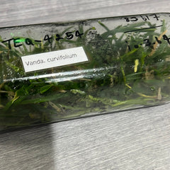 Ascocentrum curvifolium (FLASK OF 30-40 SEEDLINGS)