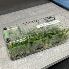 Bulbophyllum rothschildianum 'Red Chimney' (FLASK 40+ PLANTS)