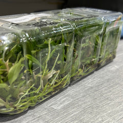 Dendrobium lamellatum (FLASK 40+ Seedlings)