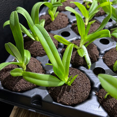 Aerides houlletiana (Orchid Species)