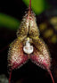 Dracula woolwardiae (Ecuador)