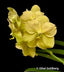 Vanda Ethel Goldberg
