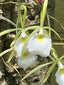 Brassavola martiana