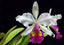 Cattleya hardyana 'Hsinying'